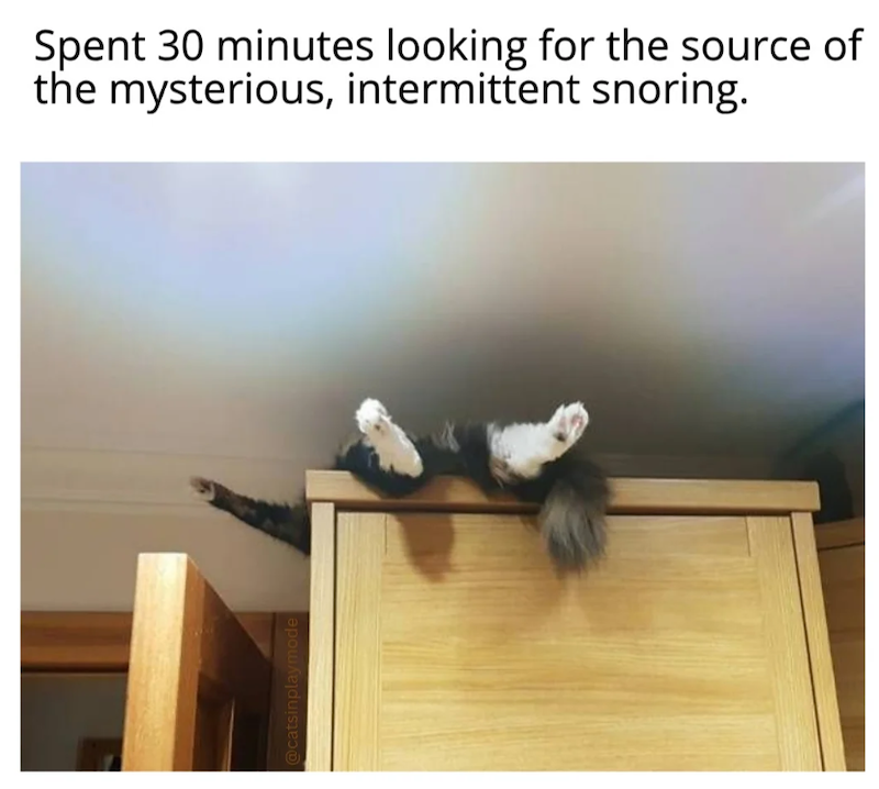@catsinplaymode Spent 30 minutes looking for the source of the mysterious, intermittent snoring.