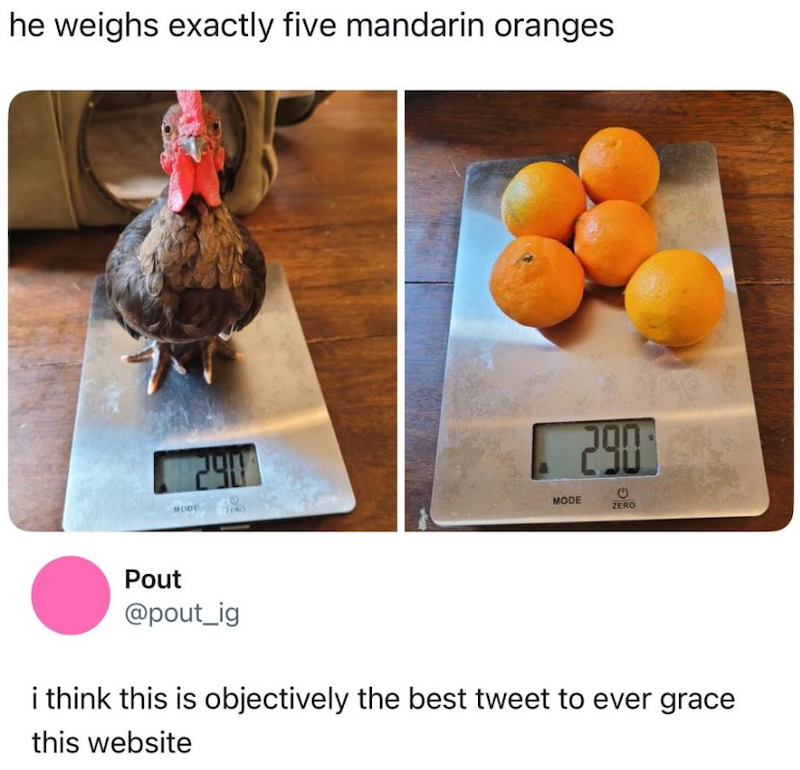 he weighs exactly five mandarin oranges 290 290 MODE ZERO Pout @pout_ig i think this is objectively the best tweet to ever grace this website