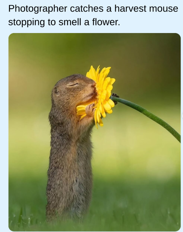 Photographer catches a harvest mouse stopping to smell a flower.