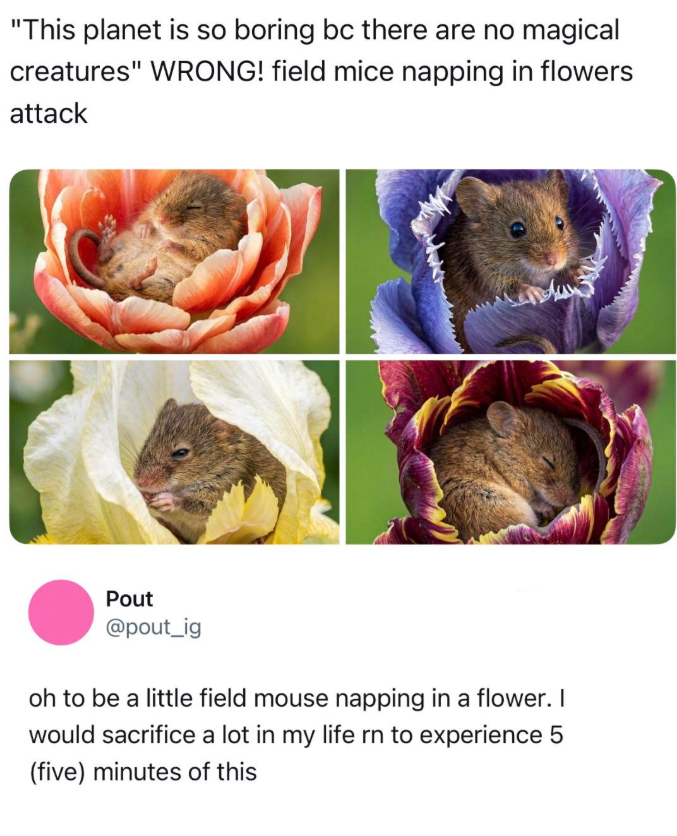 "This planet is so boring bc there are no magical creatures" WRONG! field mice napping in flowers attack Pout @pout_ig oh to be a little field mouse napping in a flower. I would sacrifice a lot in my life rn to experience 5 (five) minutes of this