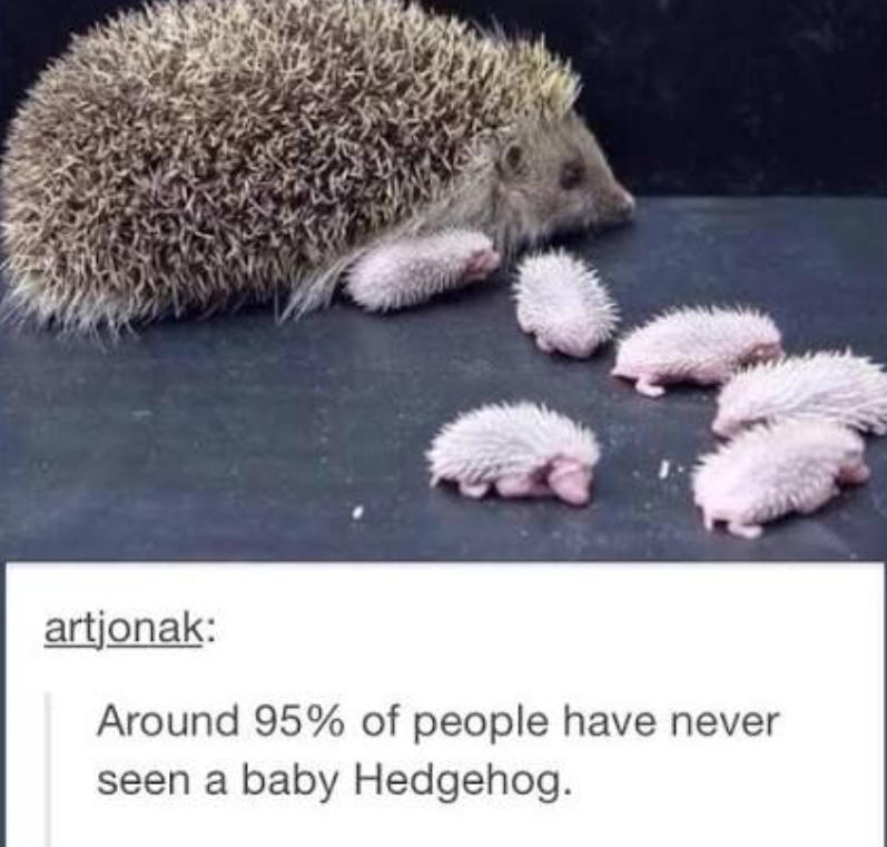 artjonak: Around 95% of people have never seen a baby Hedgehog.