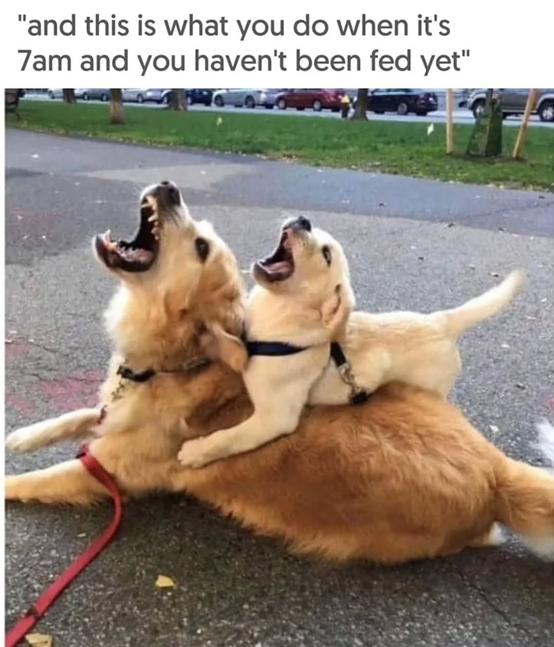 "and this is what you do when it's 7am and you haven't been fed yet"