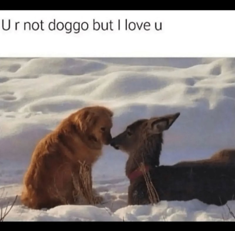 Ur not doggo but I love u