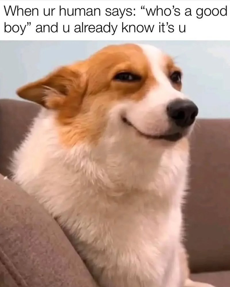 When ur human says: "who's a good boy" and u already know it's u