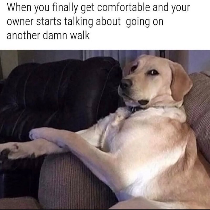 When you finally get comfortable and your owner starts talking about going on another damn walk