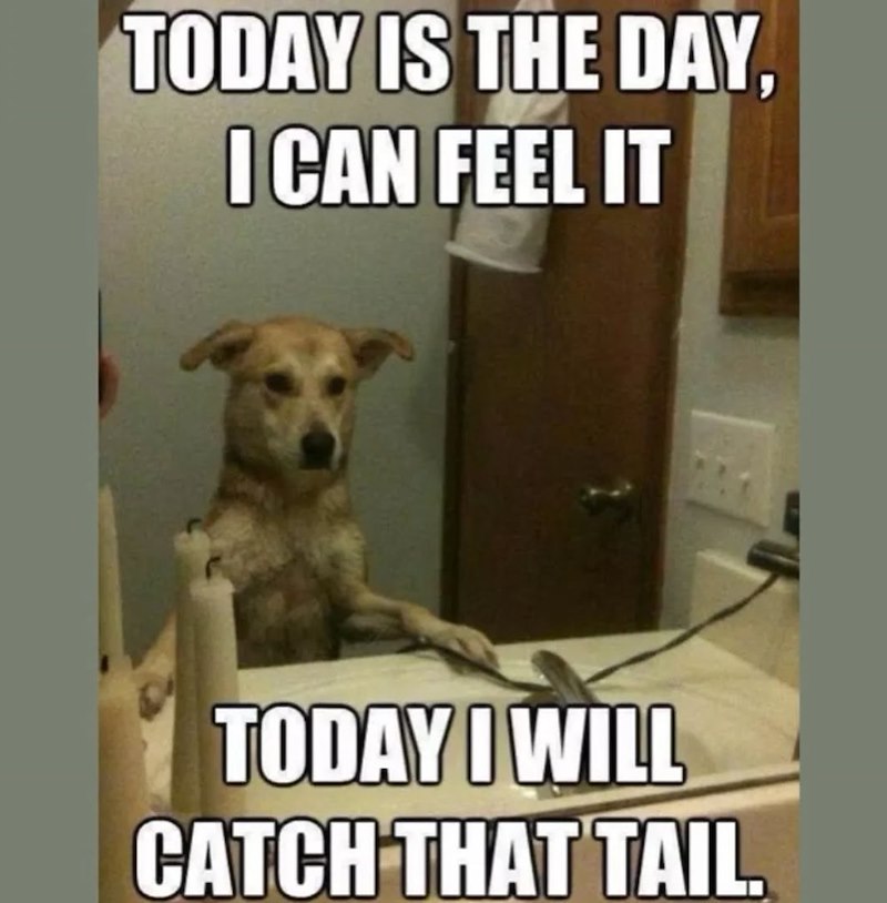 TODAY IS THE DAY, I CAN FEEL IT TODAY I WILL CATCH THAT TAIL.