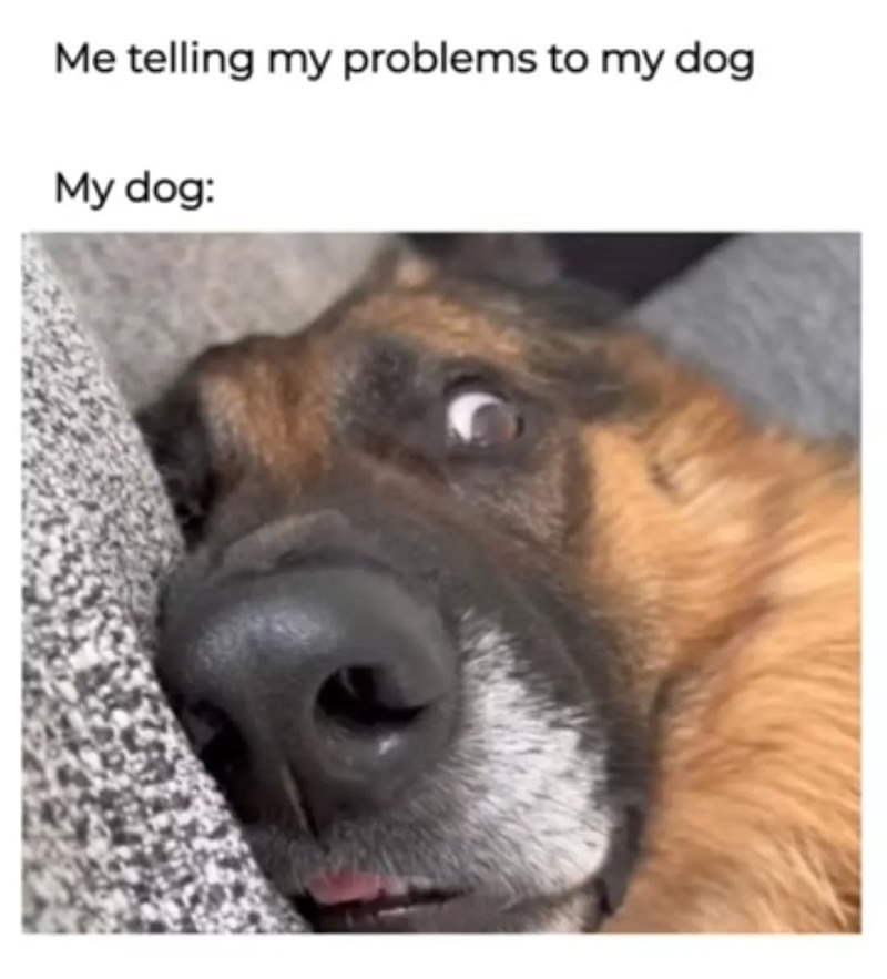 Me telling my problems to my dog My dog: