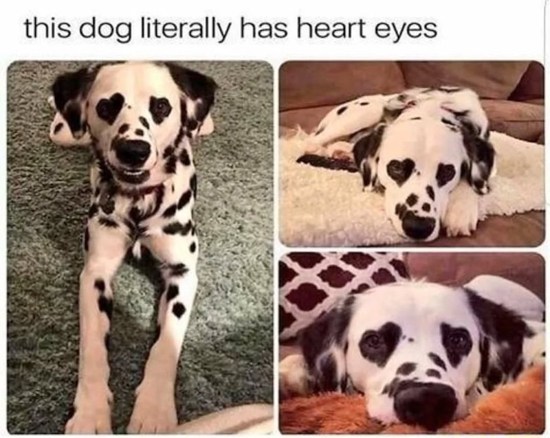 this dog literally has heart eyes