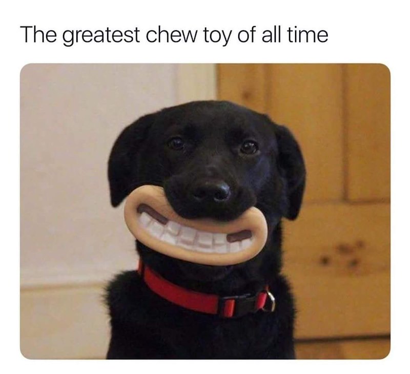 The greatest chew toy of all time