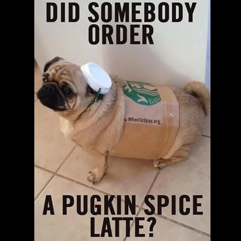 DID SOMEBODY ORDER When To Spay.org A PUGKIN SPICE LATTE?