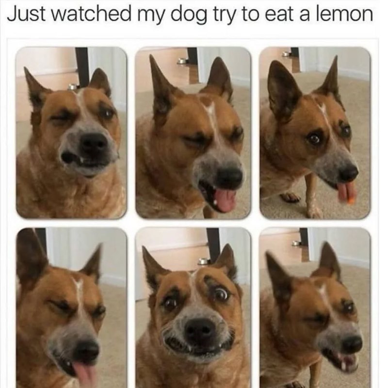 Just watched my dog try to eat a lemon