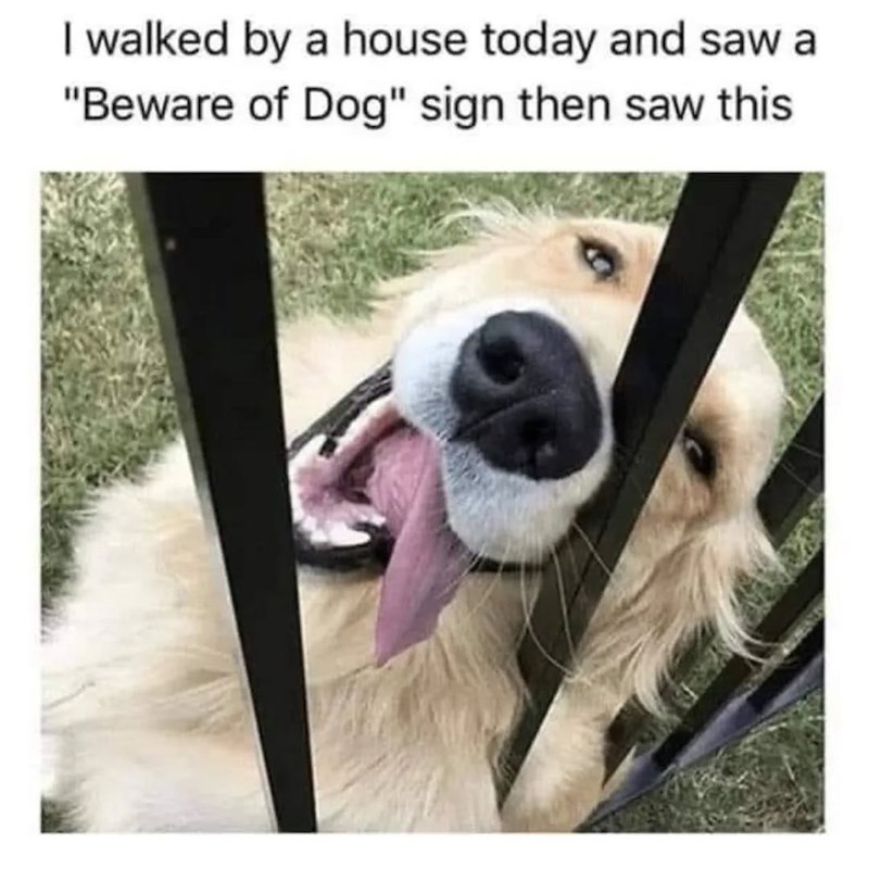 I walked by a house today and saw a "Beware of Dog" sign then saw this