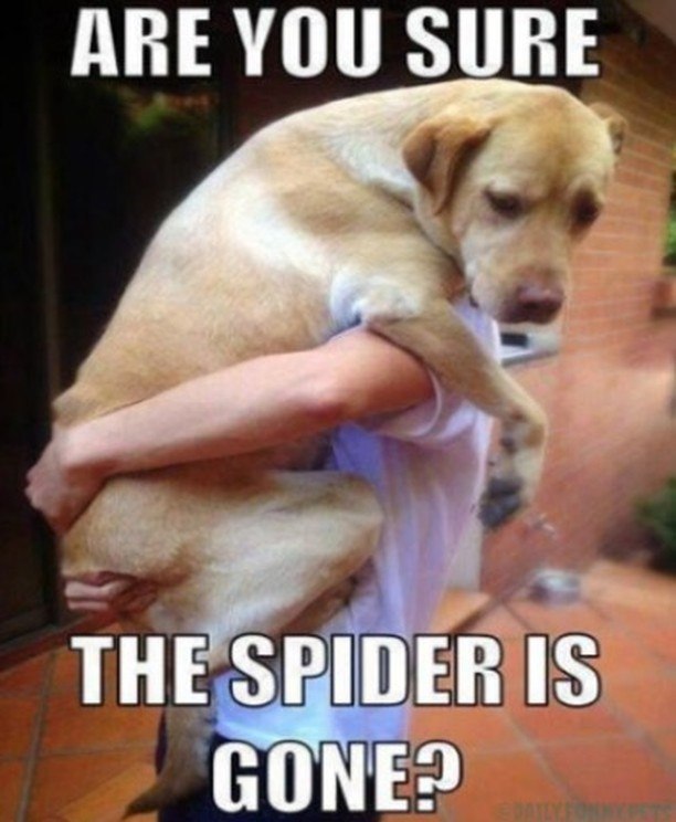 ARE YOU SURE THE SPIDER IS GONE? DAT