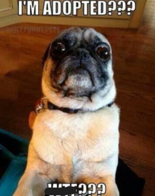 I'M ADOPTED??? DAILY FUNNY PETS CCC..