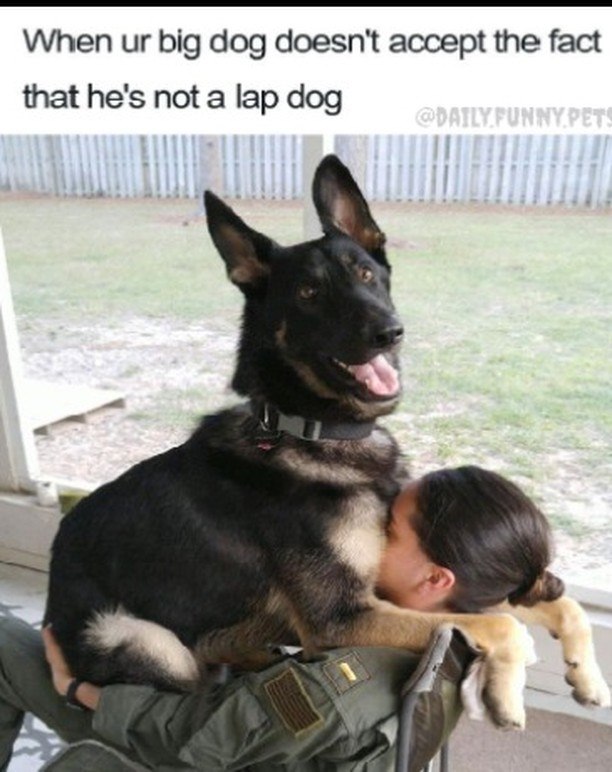 When ur big dog doesn't accept the fact that he's not a lap dog @DAILY FUNNY PETS