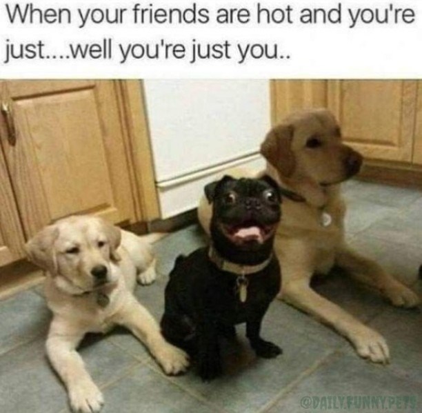 When your friends are hot and you're just....well you're just you.. @DAILY FUNNY.PETS