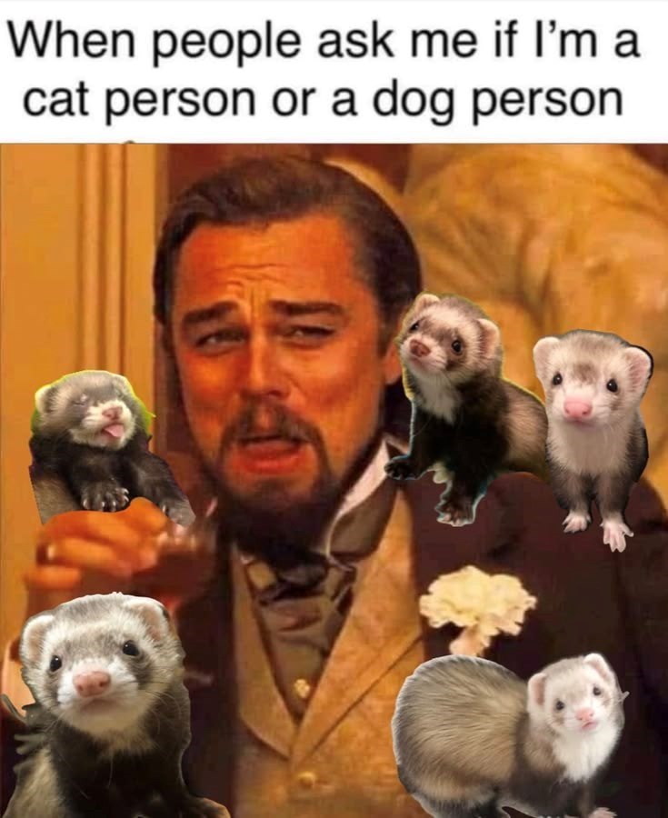 When people ask me if I'm a cat person or a dog person