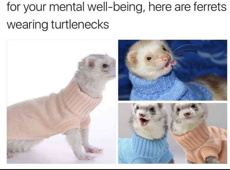 for your mental well-being, here are ferrets wearing turtlenecks