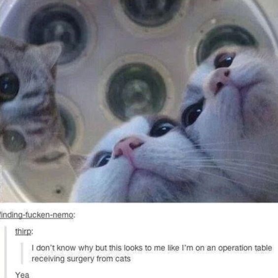 finding-fucken-nemo: thirp: Yea I don't know why but this looks to me like I'm on an operation table receiving surgery from cats