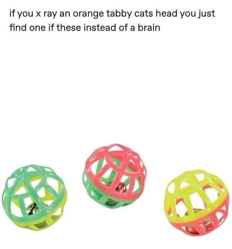 if you x ray an orange tabby cats head you just find one if these instead of a brain