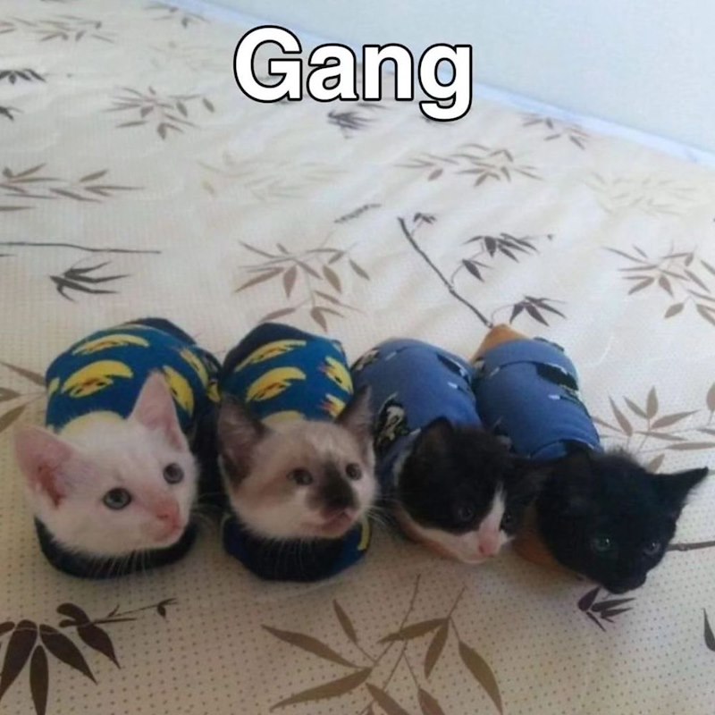Gang