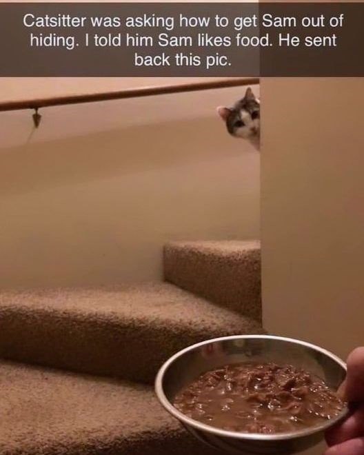 Catsitter was asking how to get Sam out of hiding. I told him Sam likes food. He sent back this pic.