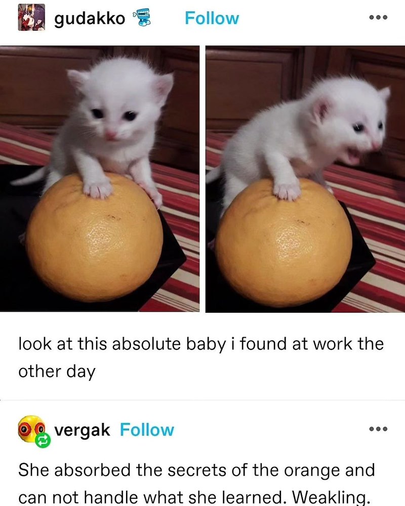 gudakko Follow look at this absolute baby i found at work the other day vergak Follow She absorbed the secrets of the orange and can not handle what she learned. Weakling.