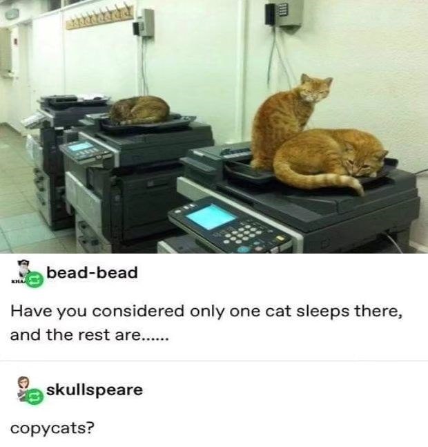 bead-bead Have you considered only one cat sleeps there, and the rest are...... C skullspeare copycats?