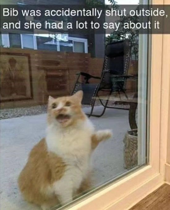 Bib was accidentally shut outside, and she had a lot to say about it