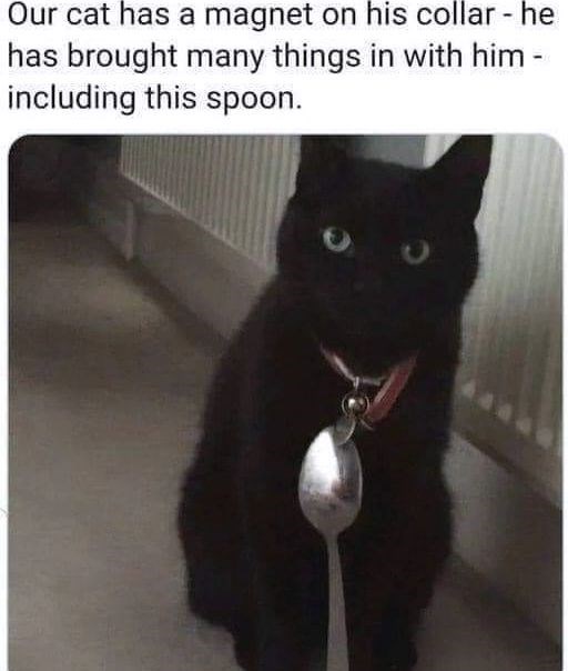 Our cat has a magnet on his collar - he has brought many things in with him - including this spoon.