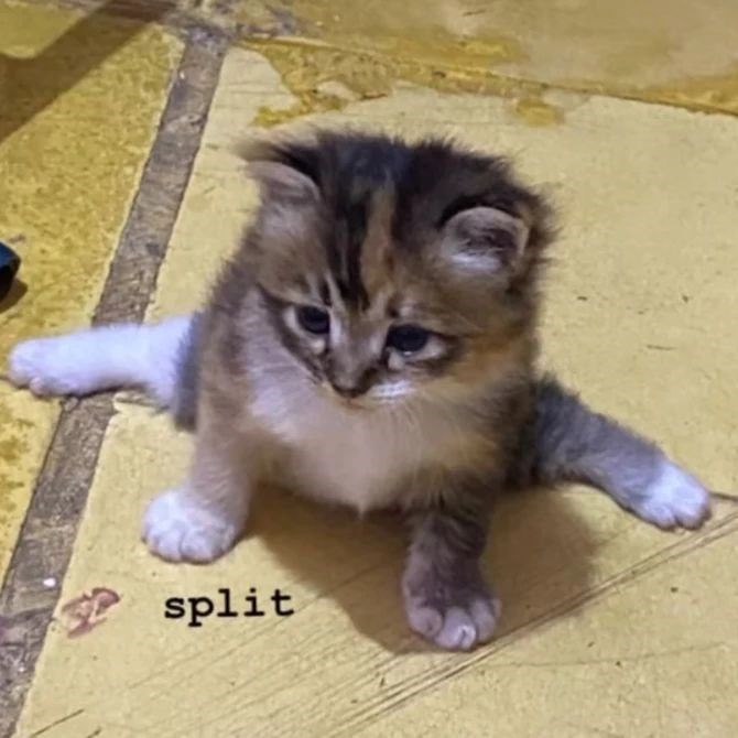 split
