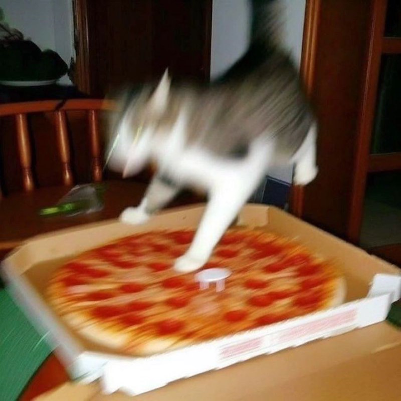 Cheezburger Image 10667432960