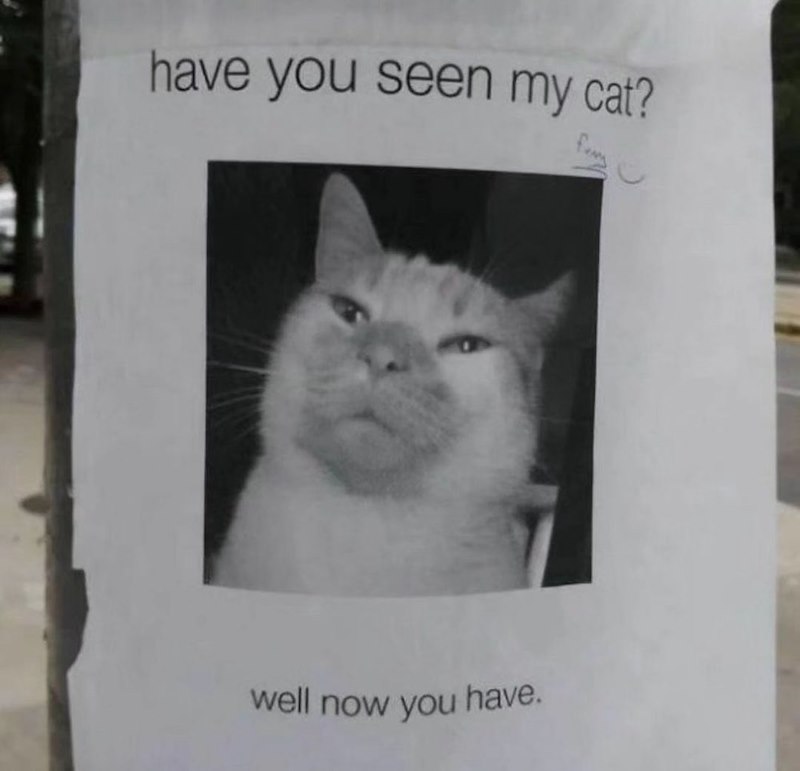 have you seen my cat? well now you have.
