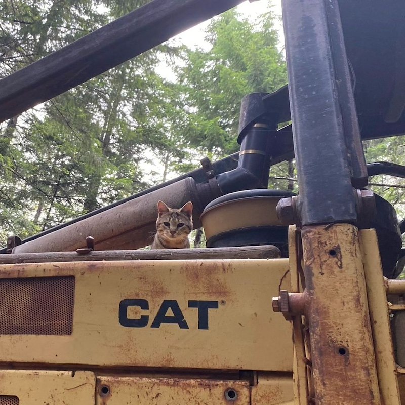 CAT