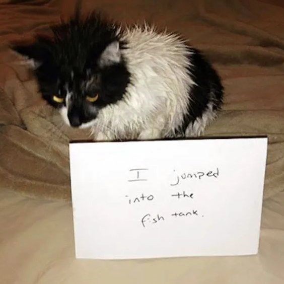 I jumped into the fish tank.