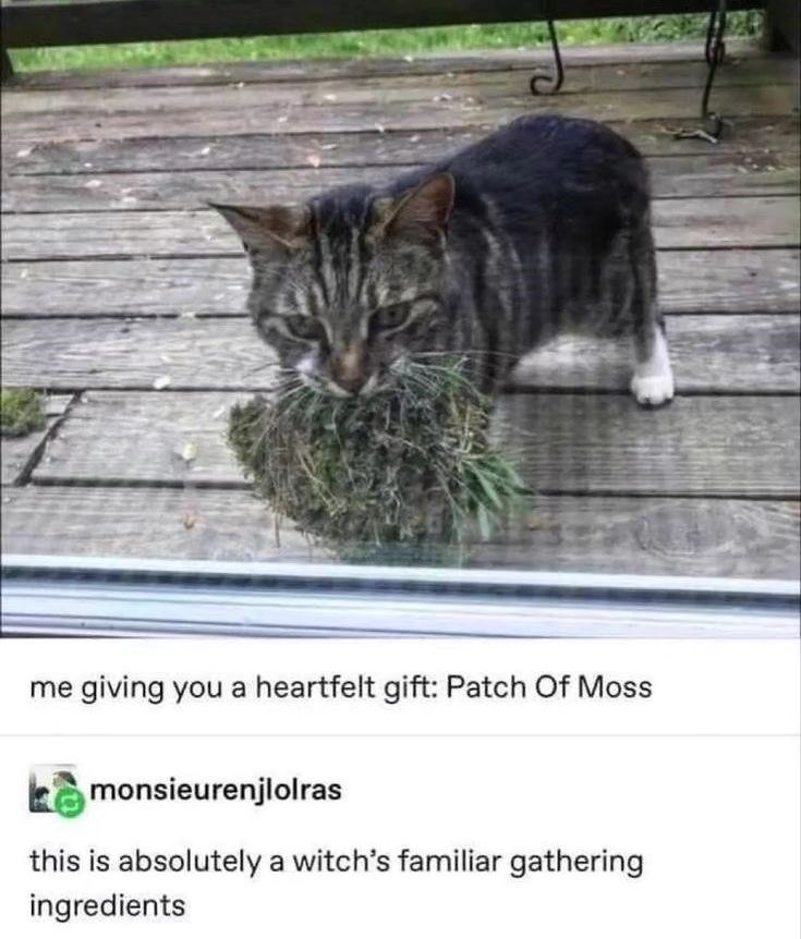 me giving you a heartfelt gift: Patch Of Moss monsieurenjlolras this is absolutely a witch's familiar gathering ingredients