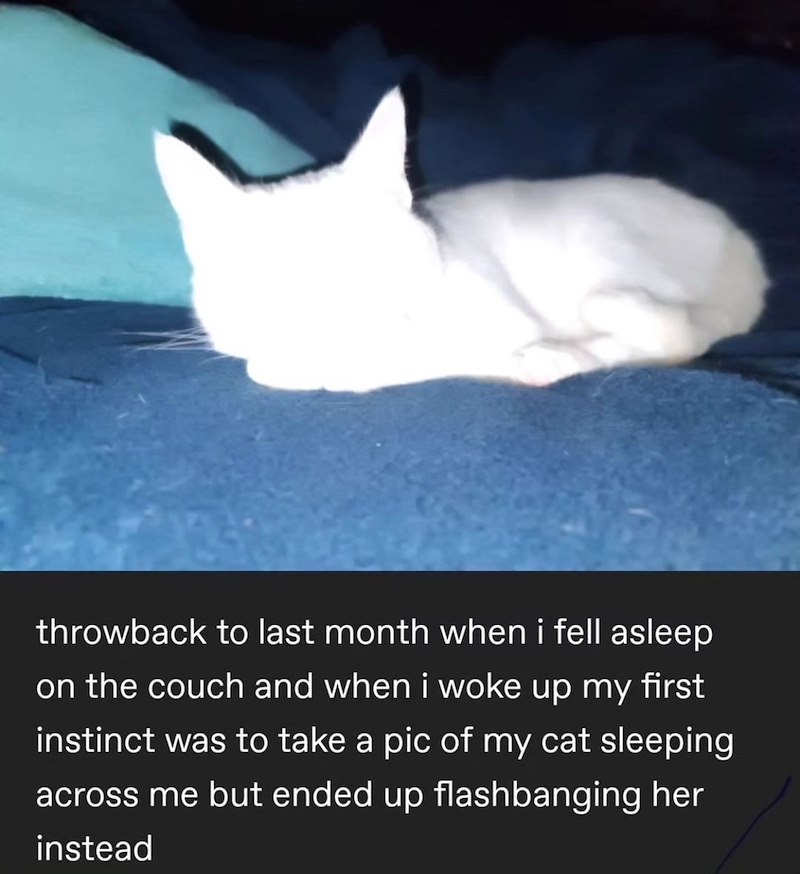 throwback to last month when i fell asleep on the couch and when i woke up my first instinct was to take a pic of my cat sleeping across me but ended up flashbanging her instead