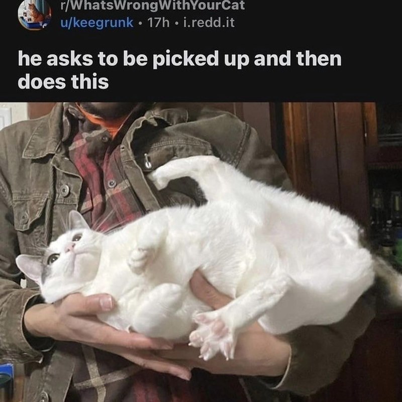 r/WhatsWrong WithYourCat u/keegrunk 17h. i.redd.it O he asks to be picked up and then does this