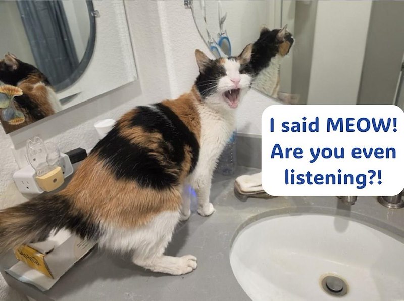 I said MEOW! Are you even listening?!