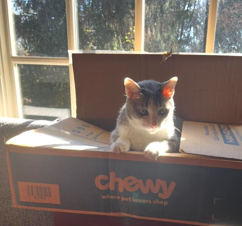 MC99 000 chewy where pet lovers shop Have questi Callorca wi