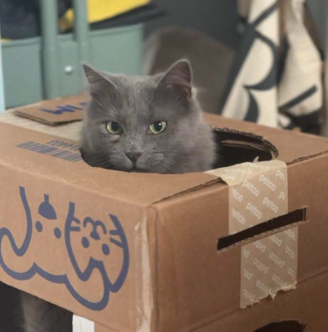 pe petco p petco petco tco petco ed co etco ad ooed o dcaged ca ad co