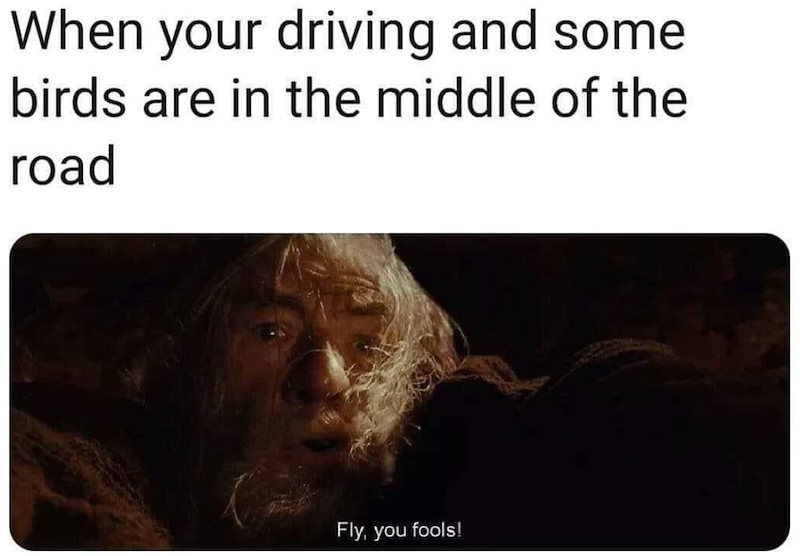 When your driving and some birds are in the middle of the road Fly, you fools!