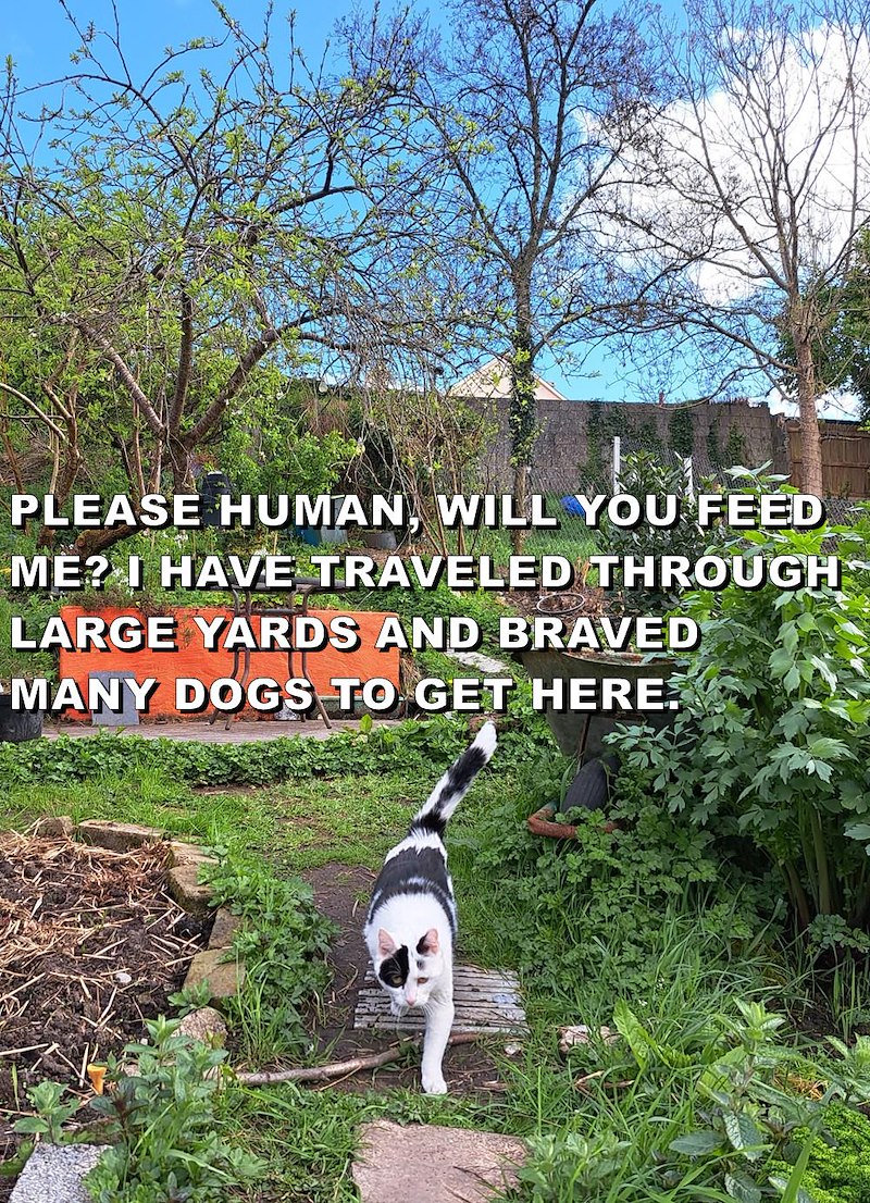 PLEASE HUMAN, WILL YOU FEED ME? I HAVE TRAVELED THROUGH LARGE YARDS AND BRAVED MANY DOGS TO GET HERE