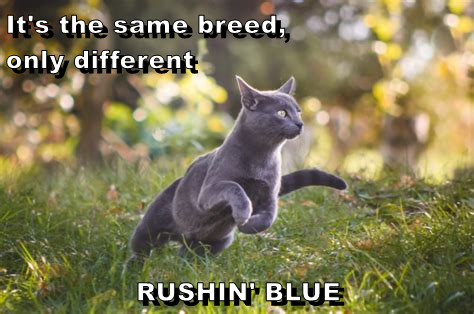 It's the same breed?, only different RUSHIN BLUE