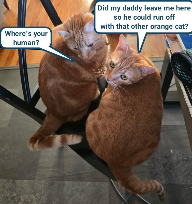 Where's your human? Did my daddy leave me here so he could run off with that other orange cat?