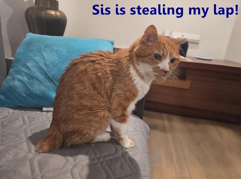 Sis is stealing my lap!