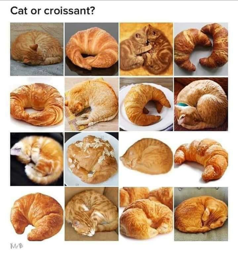 Cat or croissant? MrB