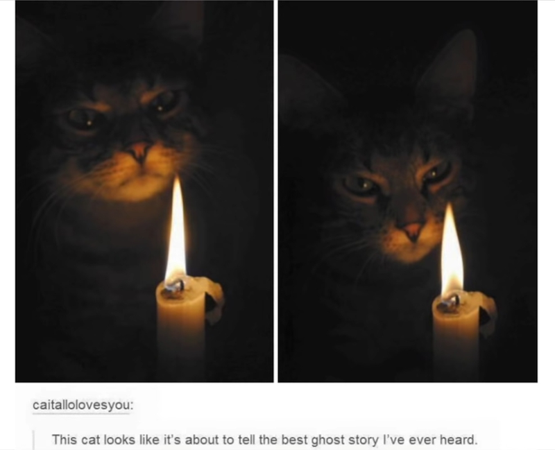 caitallolovesyou: This cat looks like it's about to tell the best ghost story I've ever heard.