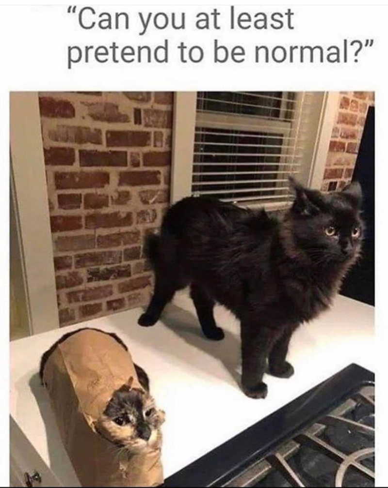 "Can you at least pretend to be normal?"