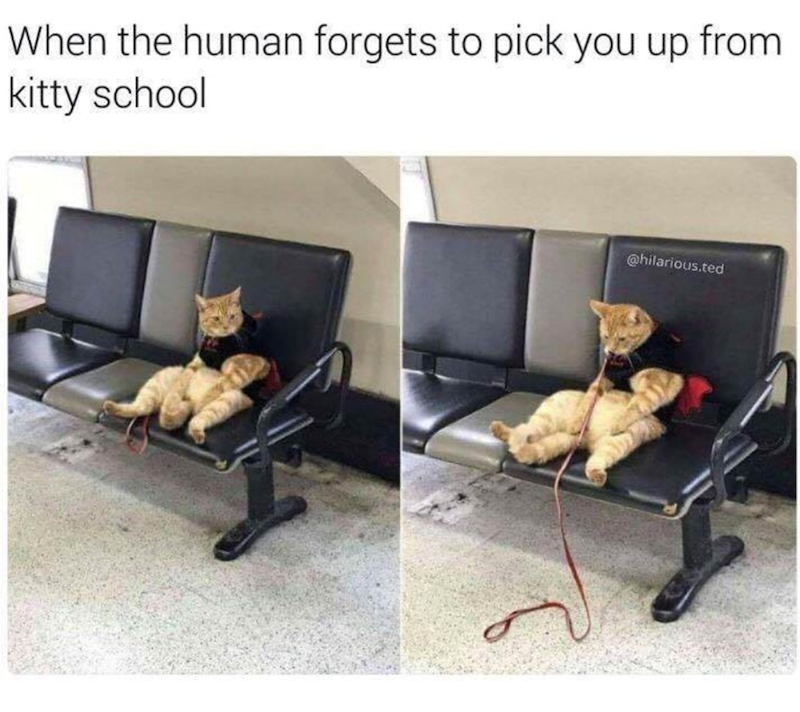 When the human forgets to pick you up from kitty school @hilarious.ted